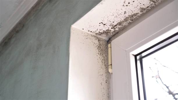 Trusted Pomona, NJ Mold Removal Experts