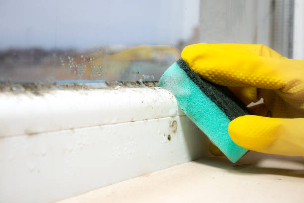 Best Mold Removal Near Me  in Pomona, NJ