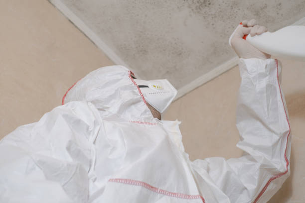 Best Professional Mold Removal  in Pomona, NJ