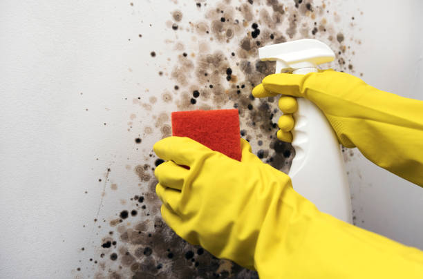 Mold Removal and Inspection in Pomona, NJ