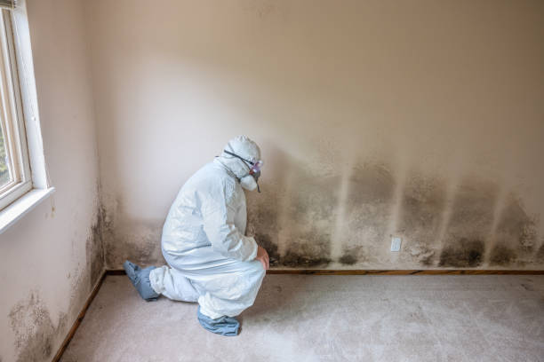 Best Mold Damage Repair  in Pomona, NJ