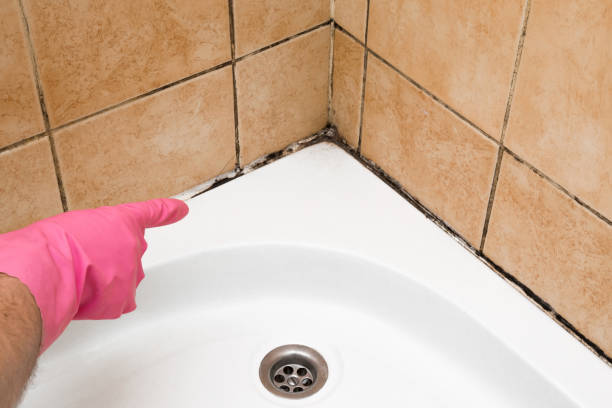 Best Certified Mold Removal  in Pomona, NJ